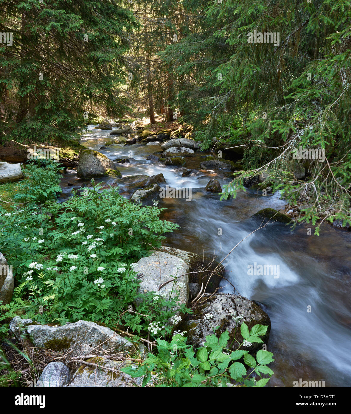 Ruisseau de montagne dans le parc national de Pirin en Bulgarie Banque D'Images