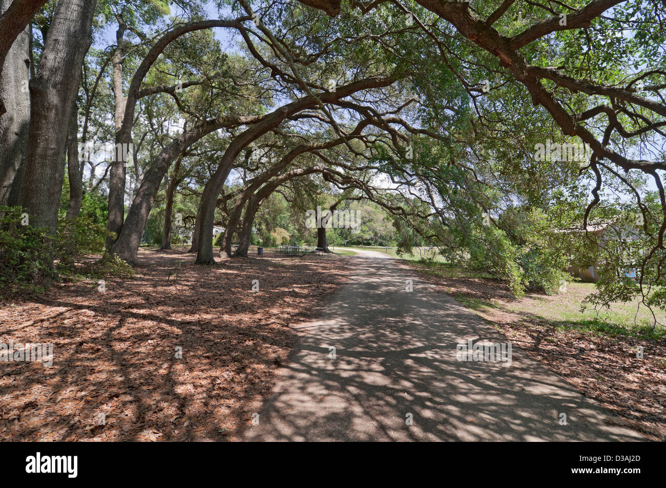 La plantation de thé de Charleston est situé sur les lieux historiques de Wadmalaw Island au coeur de la de Lowcountry en Caroline du Sud. Banque D'Images La plantation de thé de Charleston est situé sur les lieux historiques de Wadmalaw Island au coeur de la de Lowcountry en Caroline du Sud. Banque D'Images