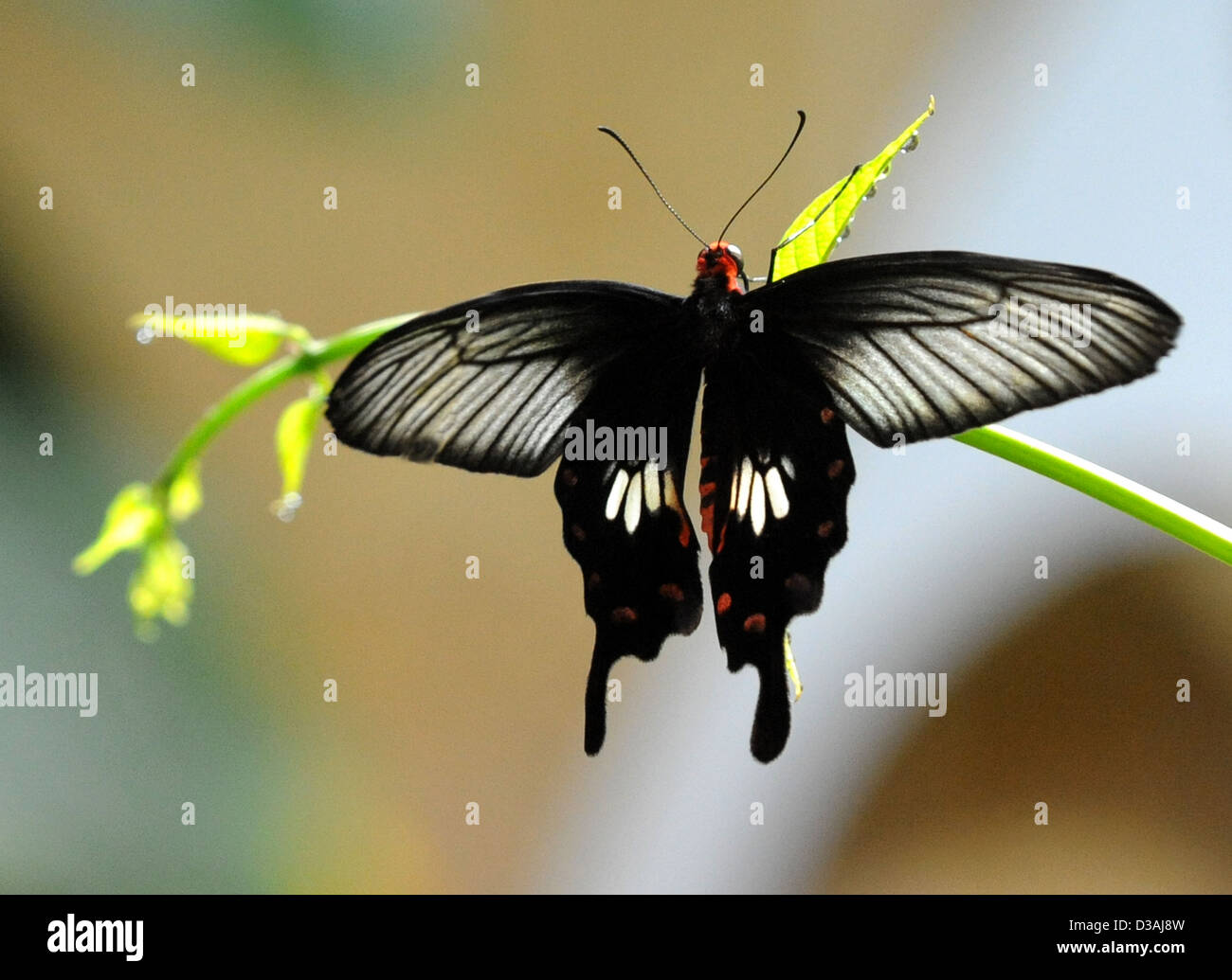 Couleur noire Swallowtail butterfly à partir de la Famille des Papilionidae, black butterfly, papillon, papillons, hirondelle, Banque D'Images