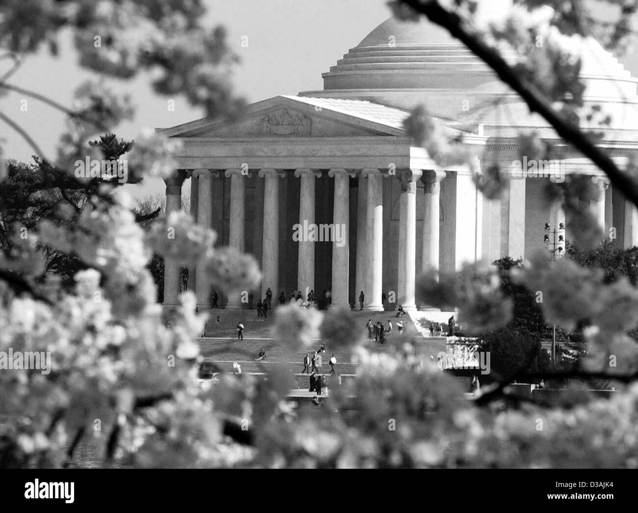 Thomas Jefferson Memorial dans les cerisiers en fleurs à Washington DC, USA, Banque D'Images