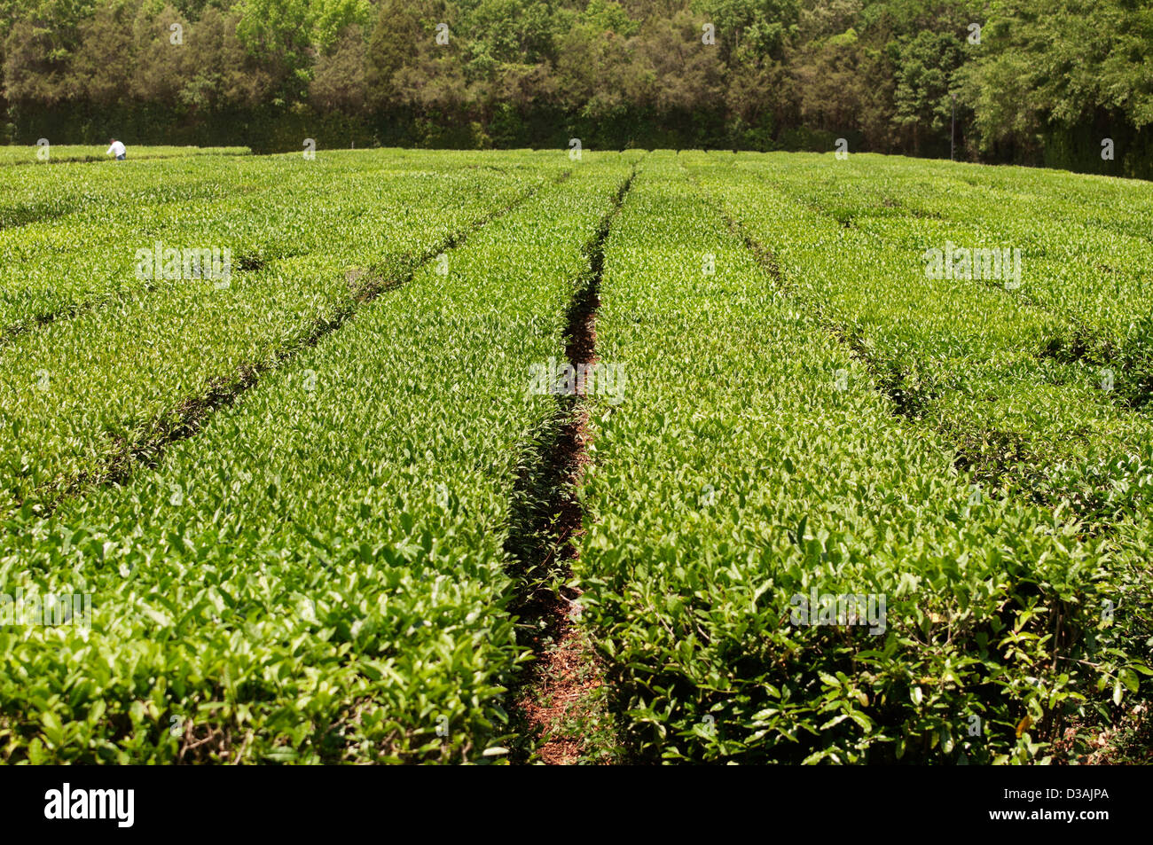 La plantation de thé de Charleston est situé sur les lieux historiques de Wadmalaw Island au coeur de la de Lowcountry en Caroline du Sud. Banque D'Images