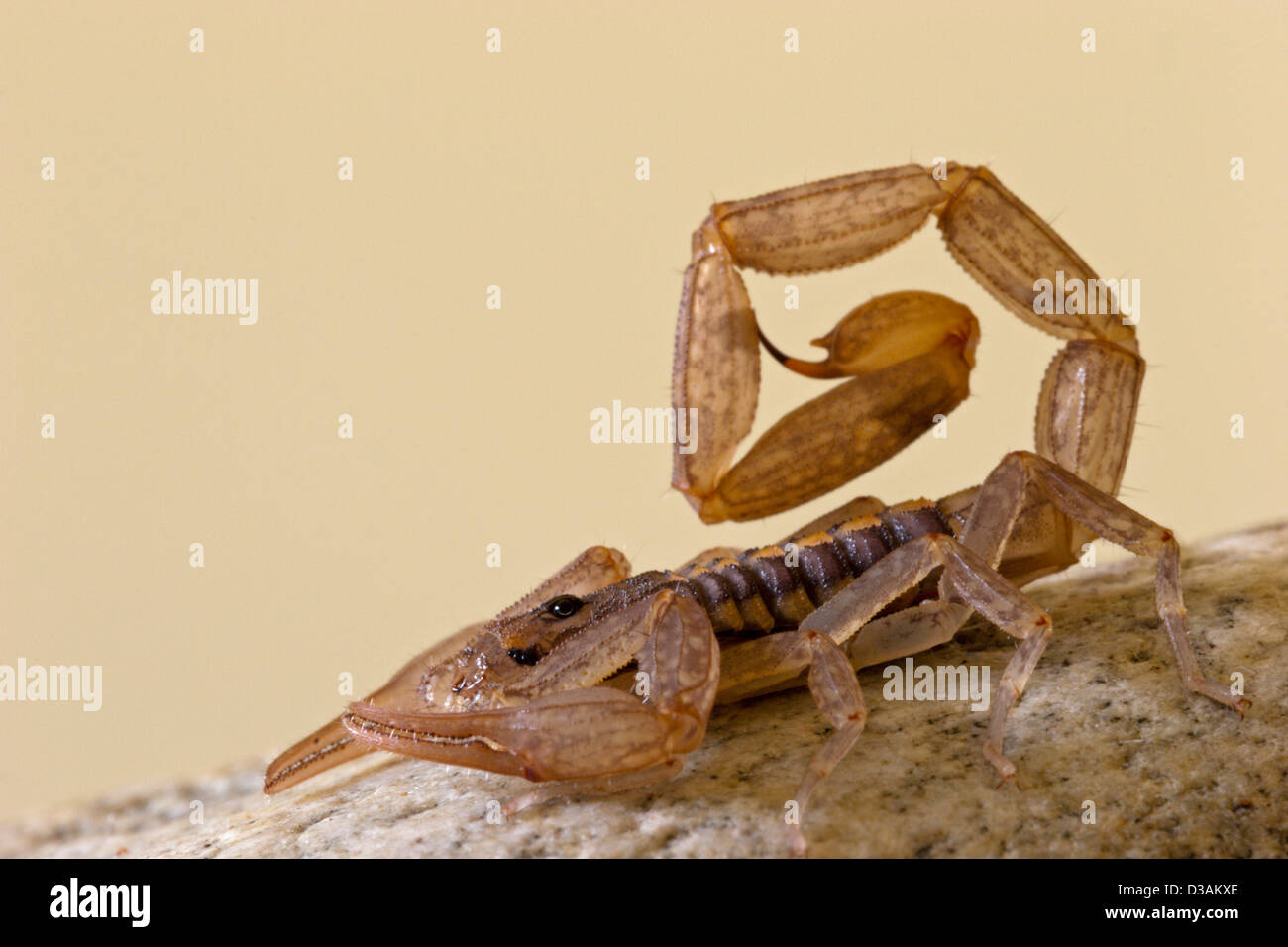 Scorpion venimeux Mexique désert Banque D'Images