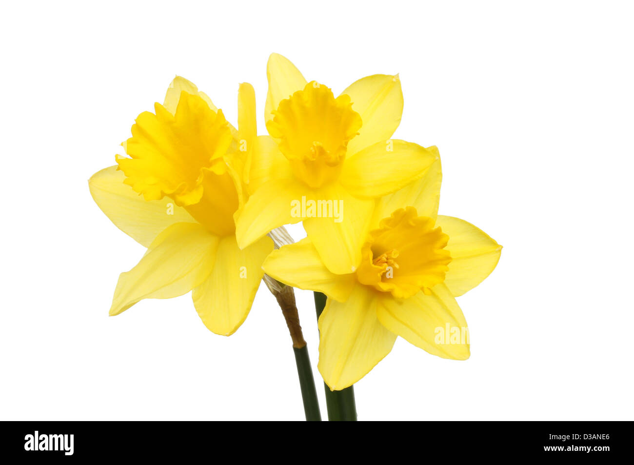 Trois fleurs d'or jaune jonquille isolés contre white Banque D'Images