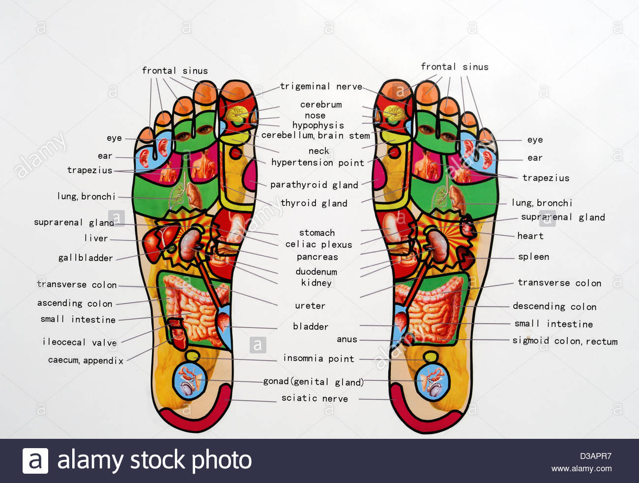 Carte de réflexologie massage des pieds pieds indiquent menu points de