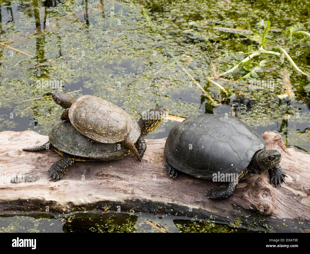 Les tortues, la tortue de l'Europe, Emys orbicularis assis sur le bois dans un étang Banque D'Images