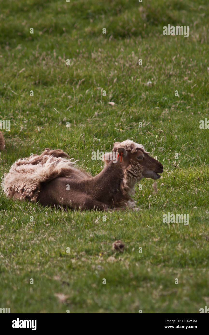 Moutons Soay sauvages sur l'île de Hirta dans l'archipel de St Kilda, Banque D'Images