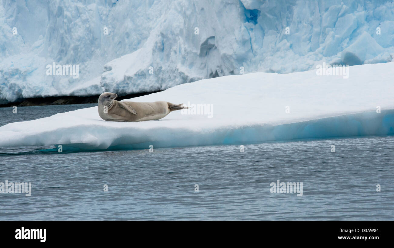 Joint de crabiers, Lobodon carcinophagus, reposant sur un iceberg avec glacier en arrière-plan. Péninsule antarctique. Banque D'Images