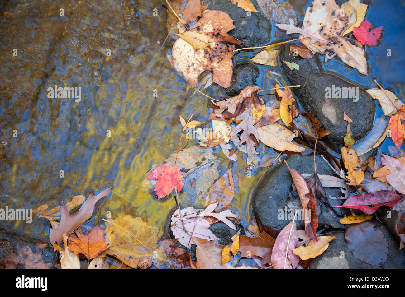 Les feuilles d'automne dans la région de mountain creek reflétant les arbres jaune et bleu ciel. Montagnes nord de la Géorgie, États-Unis. Banque D'Images