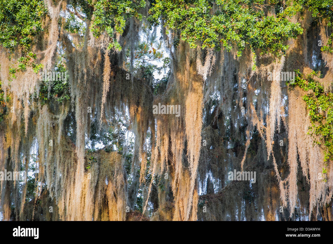 Mousse espagnole suspendue lourdement à un chêne de Floride. (ÉTATS-UNIS) Banque D'Images