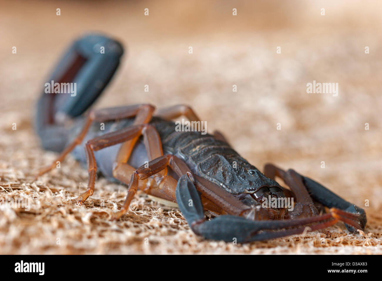 Scorpion venimeux Mexique désert Banque D'Images