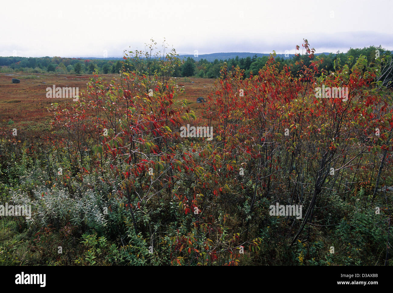 Elk282-1678 Maine, Blue Hill Peninsula, Caterpillar Hill, paysage Banque D'Images
