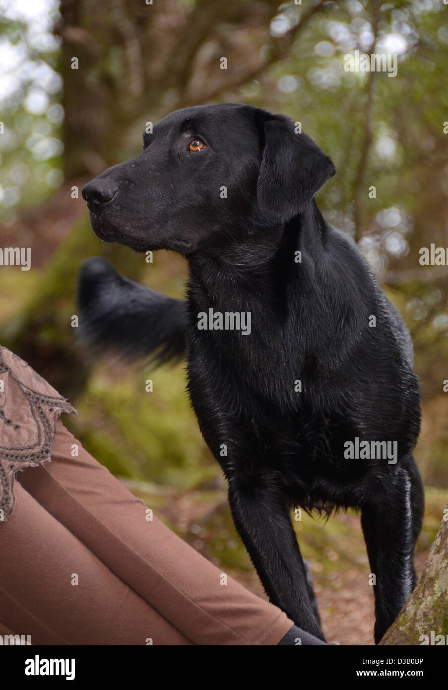 Fidèle chien labrador noir - en attente de la voix de son maître Banque D'Images