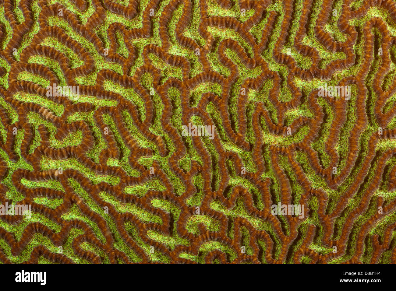 Voir de près des récifs du cerveau, Platygyra sp., photographié de nuit dans le Parc National de récif de Tubbataha (Philippines). Banque D'Images