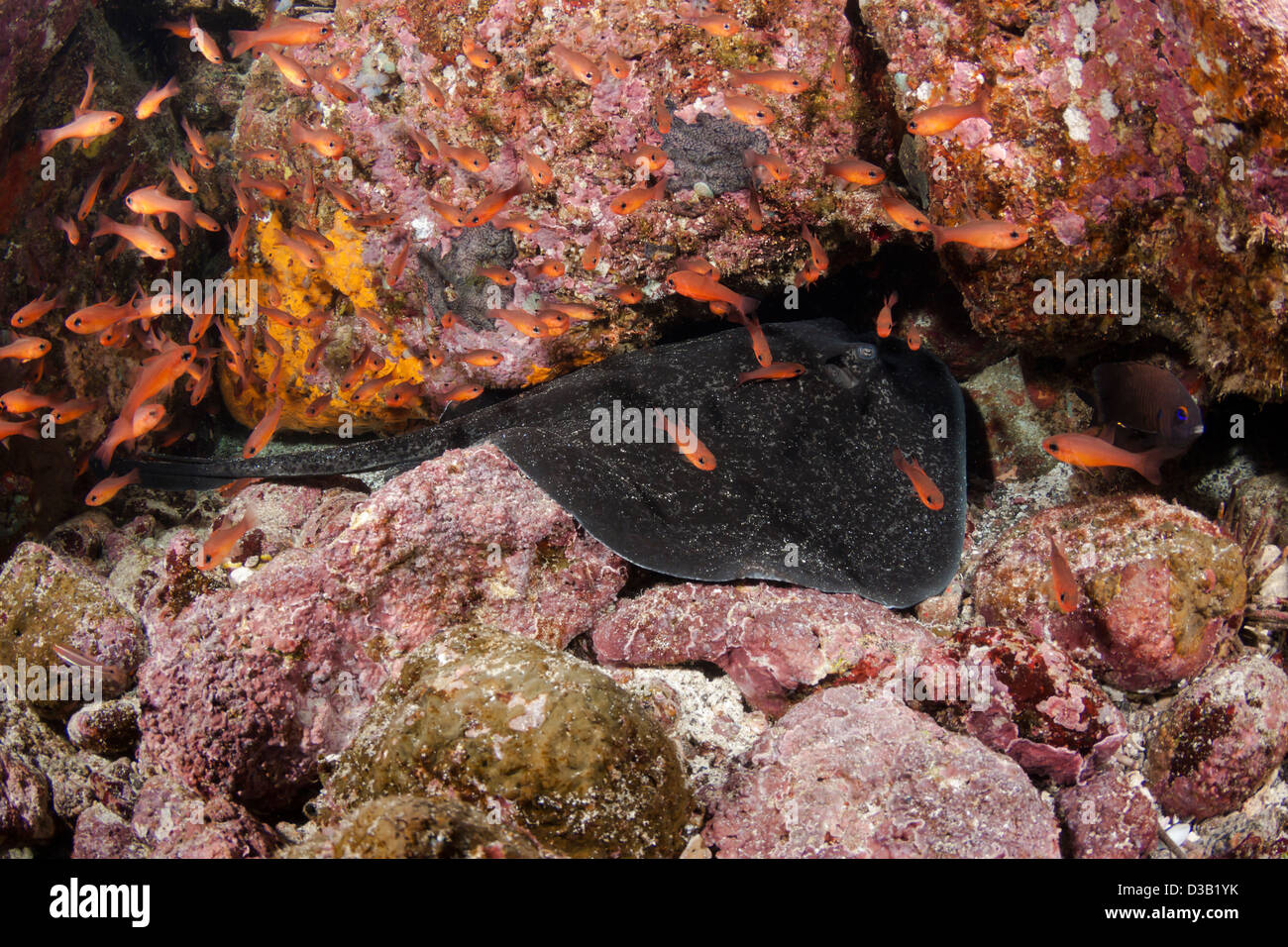 Marbré de Ray, Taeniura meyeri, îles Galapagos. Banque D'Images