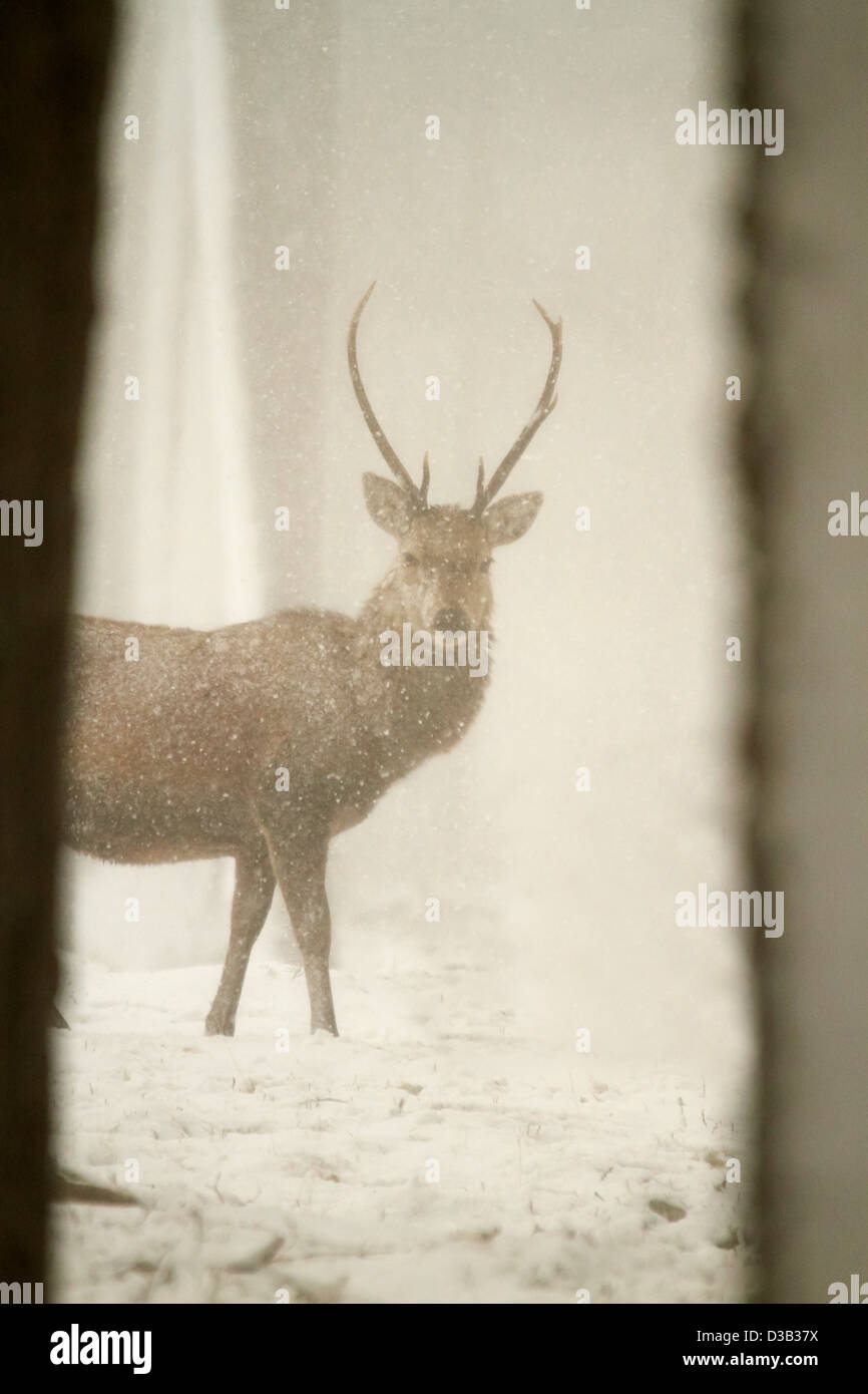 Red Deer dans la neige, les Highlands écossais Banque D'Images