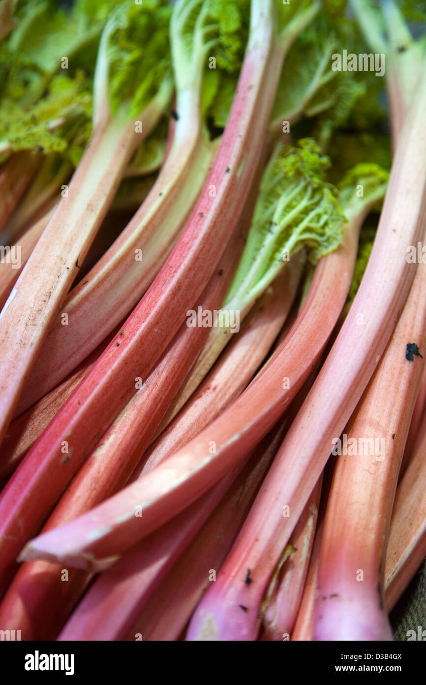 La rhubarbe pour vente à Borough Market à Londres - Royaume-Uni Banque D'Images
