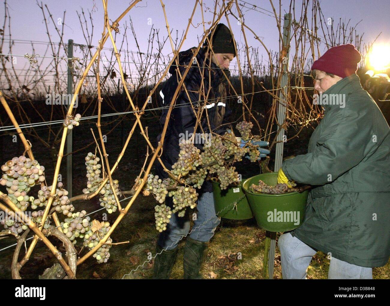 (Afp) - Comme le soleil se lève, les employés sont picking grapes à Fellbach, Allemagne, 11 décembre 2002. Le vin de glace est fait à partir de raisins qui ont été exposés à la gelée. Banque D'Images