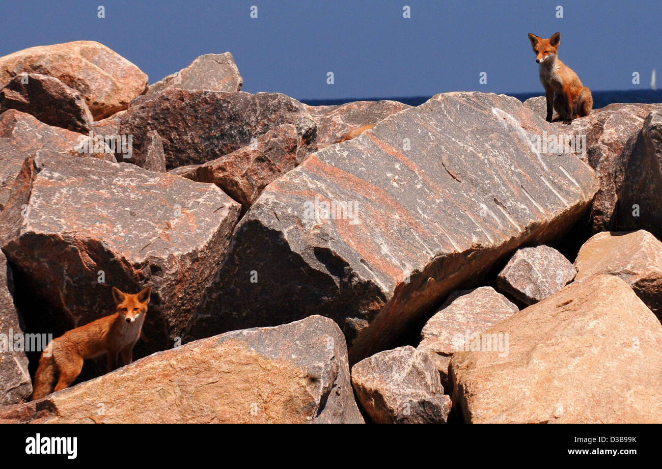 (Afp) - La photo du 29 juin 2005 montre les renards à l'embarcadère de Kühlungsborn, Allemagne. Depuis plusieurs années déjà, une famille fox a été l'éducation de leurs petits entre les rochers de la jetée. Banque D'Images