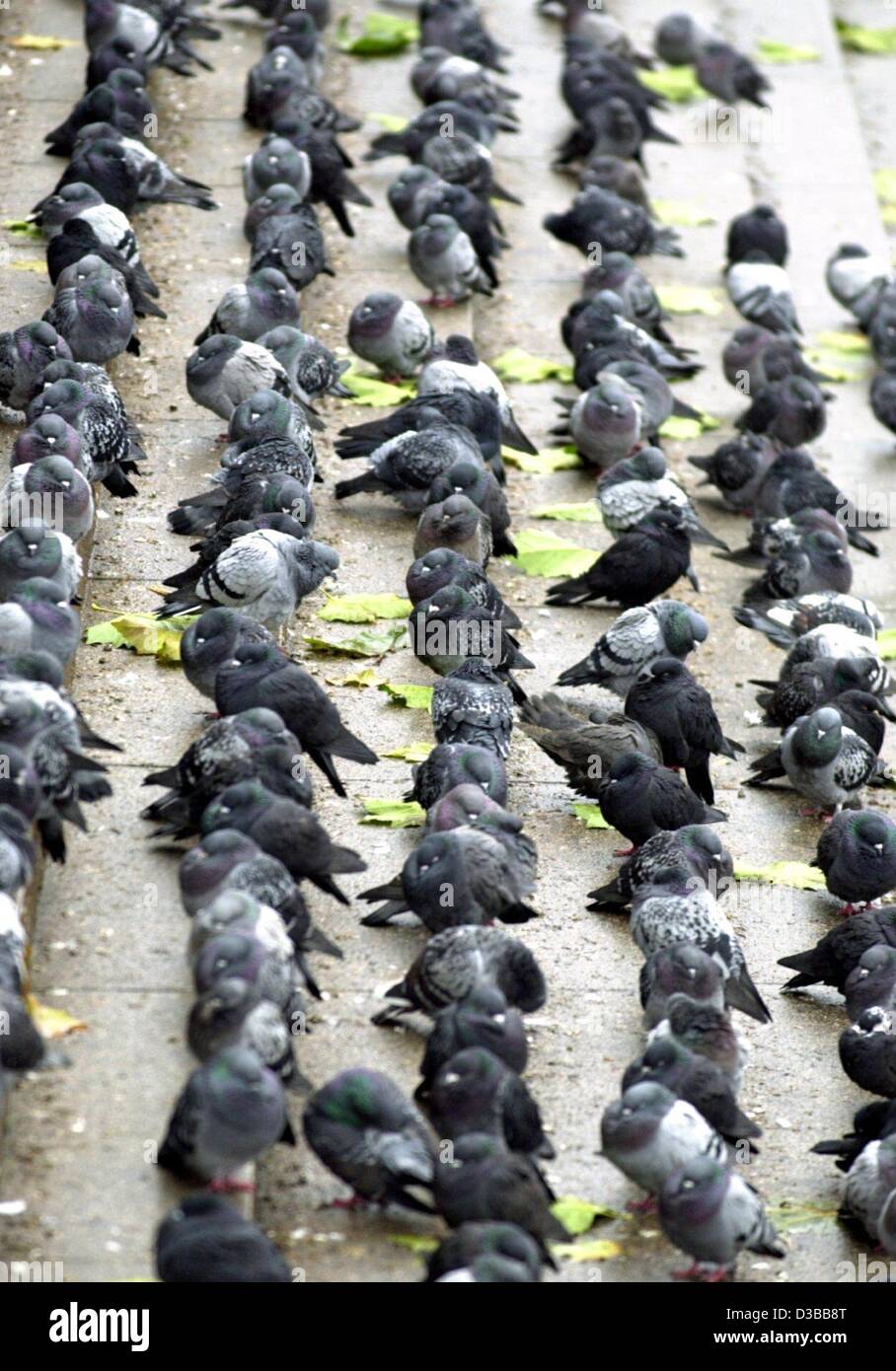 (Afp) - un troupeau de colombes s'asseoir dans le fichier sous la pluie sur les marches sur les rives de la Binnenalster à Hambourg, Allemagne, 9 novembre 2002. Banque D'Images