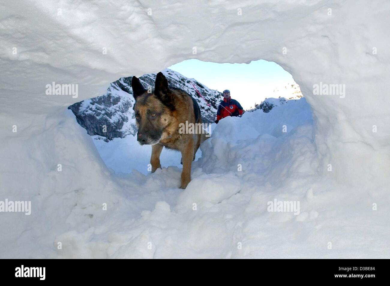 (Afp) - Un chien suivi explore une grotte à neige près de Garmisch-Partenkirchen en Allemagne du sud, 15 janvier 2003. Le berger allemand appartient au service de sauvetage en montagne bavaroise et de l'avalanche rescue unité K-9. Banque D'Images