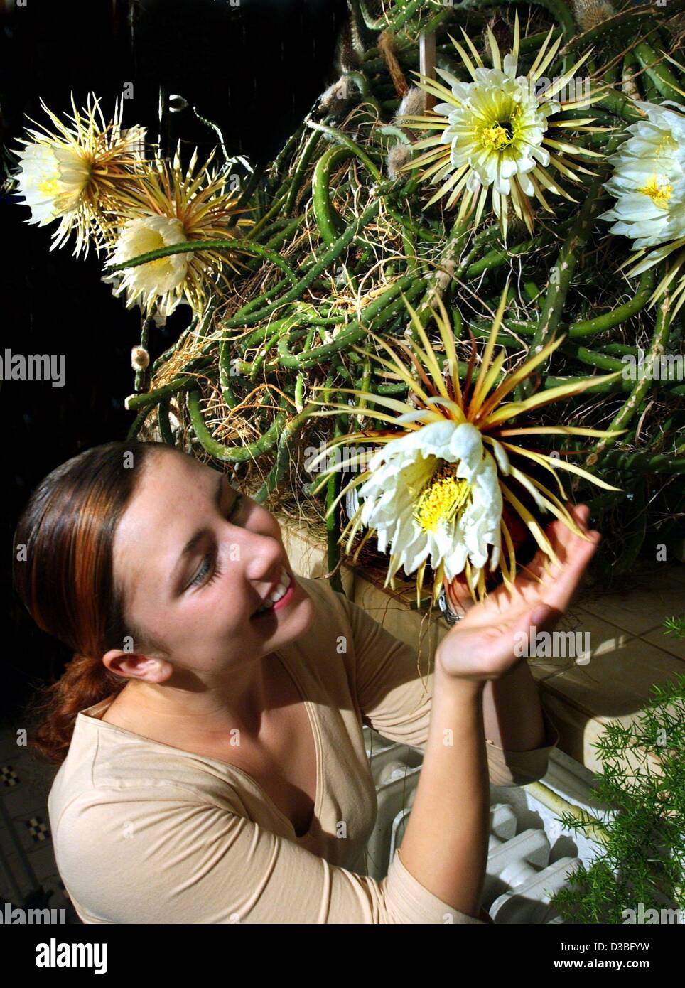 Dpa) - Mandy sent le doux parfum de vanille d'une fleur d'une reine de la  nuit (Selenicereus Grandiflorus) cactus dans une culture et parc de loisirs  à Marienberg, Allemagne, 18 juin 2003.