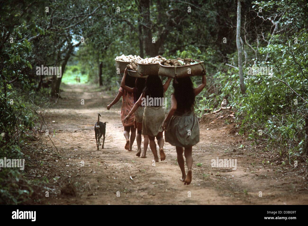 (Afp) - Les Femmes de la tribu des Jawalapiti transporter des paniers pleins de manioc dans leur village, dans le Parc National du Xingu au Brésil, 1976. L'aliment de base des Indiens d'Amazonie est le manioc et la principale source de protéines est le poisson. Bon nombre des compétences agricoles et de chasse de l'original tri indien Banque D'Images