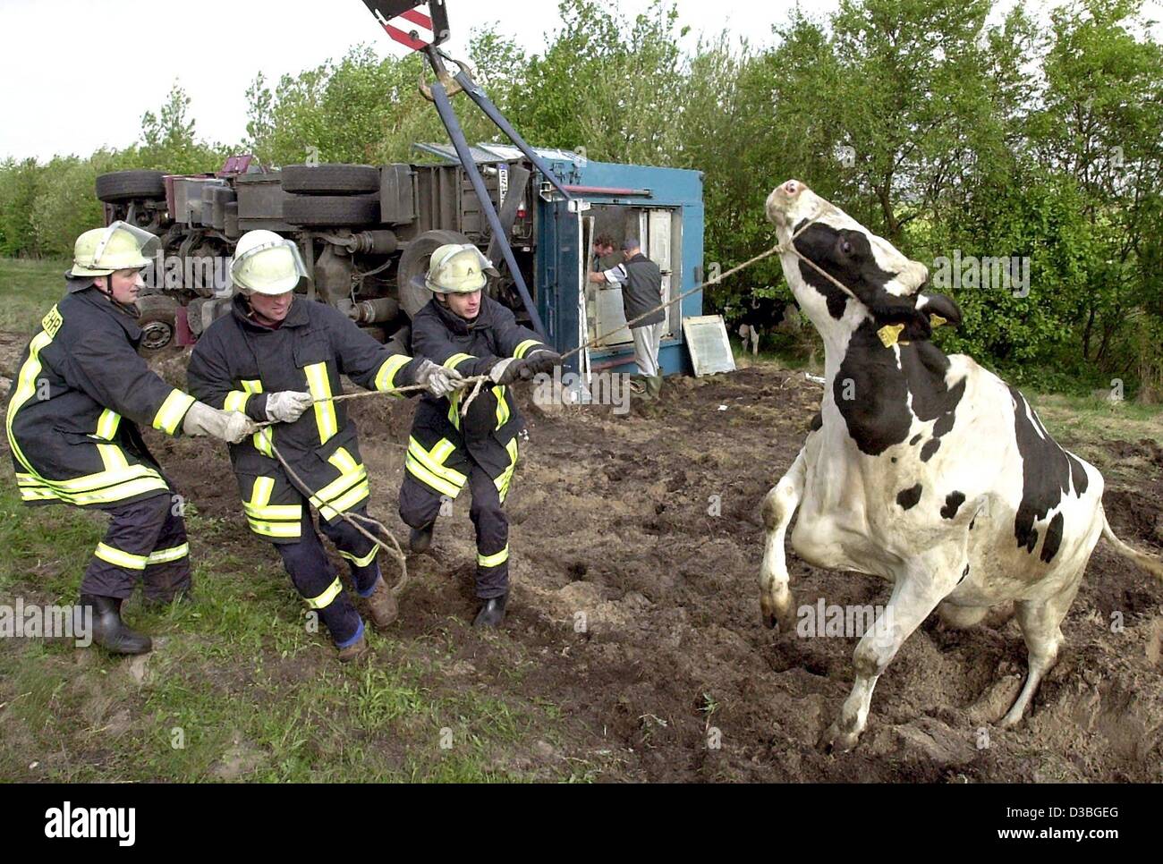 (Afp) - Les pompiers essaient de suivre une vache et en le tirant sur un véhicule neuf, après un transporteur de bétail s'était écrasé sur l'autoroute A23 près de Heide, Allemagne, 14 mai 2003. L'autoroute a été fermée pendant plusieurs heures après un transporteur avec 34 vaches en carène à bord de l'autoroute et renversé. Banque D'Images