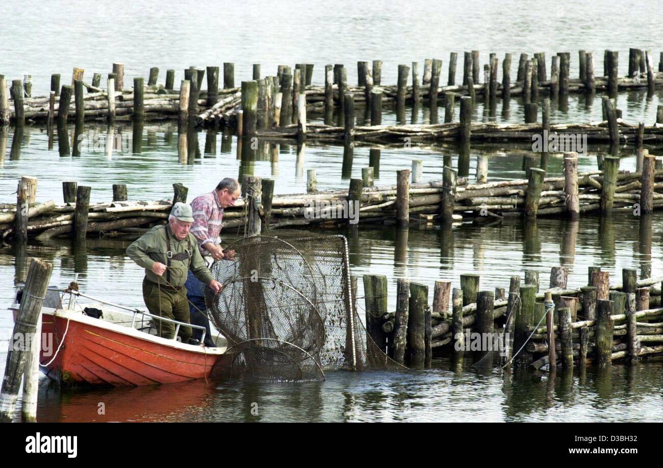 (Afp) - Les pêcheurs Gerhard Zander et son assistant Peter Becker vérifiez les filets de harengs captures bow à la clôture de la pêche dans la région de Flensburg, Allemagne, 27 mai 2003. Zander occupe le 300m de long, qui clôture est le plus ancien et le seul appareil de pêche de ce type dans le nord de l'Europe. La clôture dans le Banque D'Images