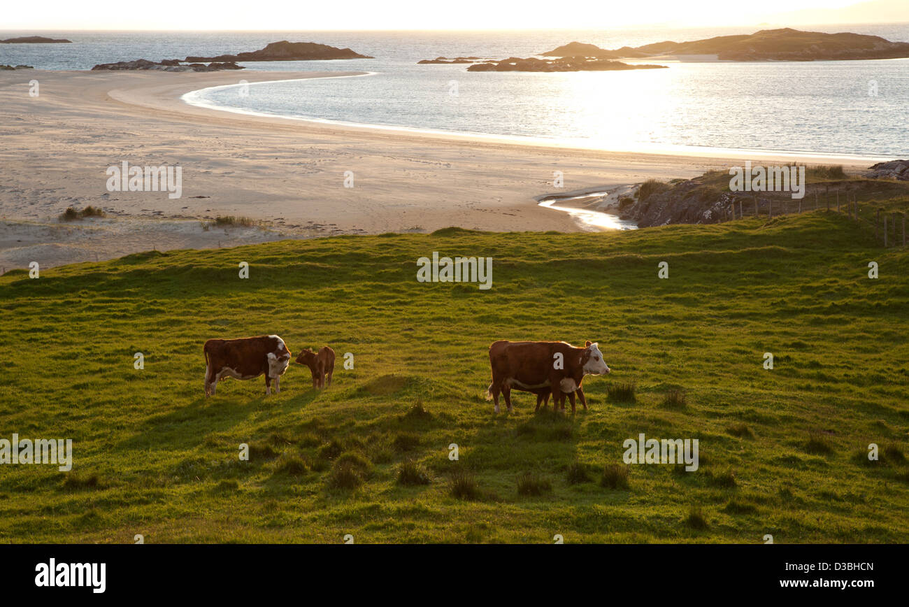 Le pâturage des vaches au-dessus de Glassilaun Beach, Connemara, comté de Galway, Irlande. Banque D'Images