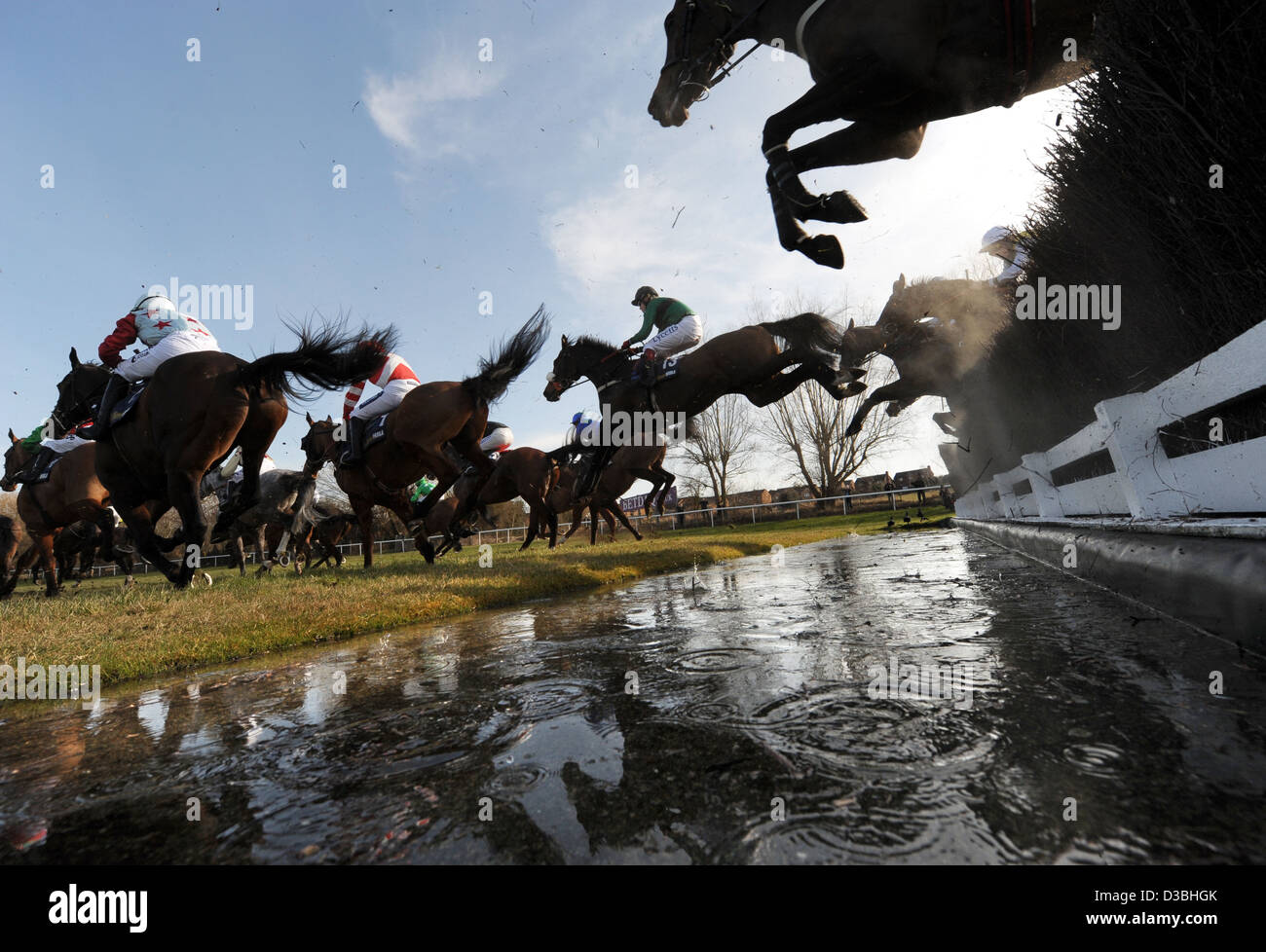 Chevaux sauter une clôture au cours de la Cheltenham Festival chaque année un événement de course de chevaux en Angleterre Banque D'Images