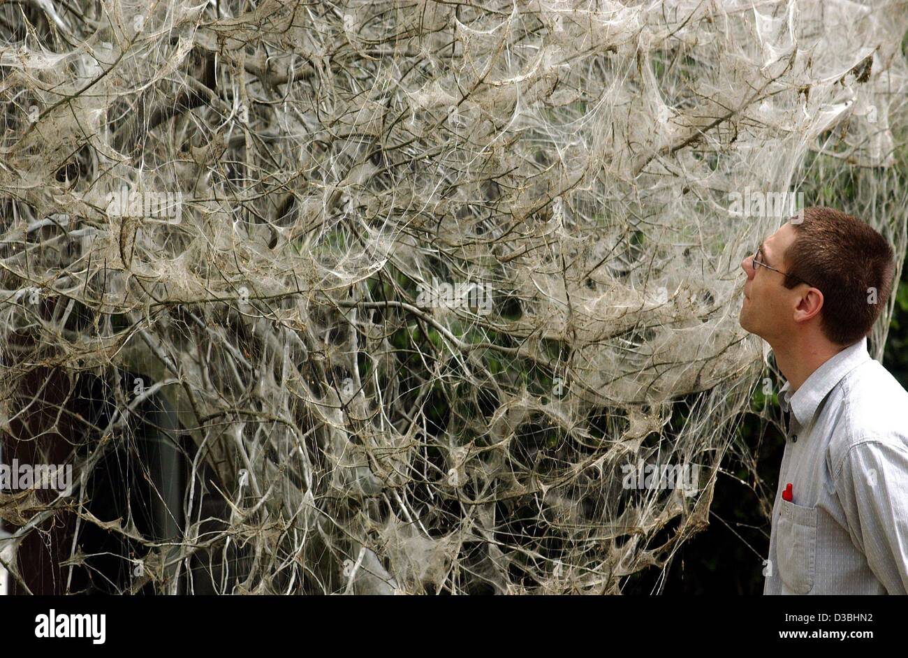 (Afp) - Un passant s'émerveille un coton-comme autour du web petites branches des arbres agités par d'hermine (yponomeutidae) à Francfort, le 2 mai 2003. Les chenilles de 5 millimètre de long se nymphosent dans ces nids sur leur plante hôte. Les papillons adultes ont des ailes antérieures avec des taches blanches et une envergure d'abo Banque D'Images
