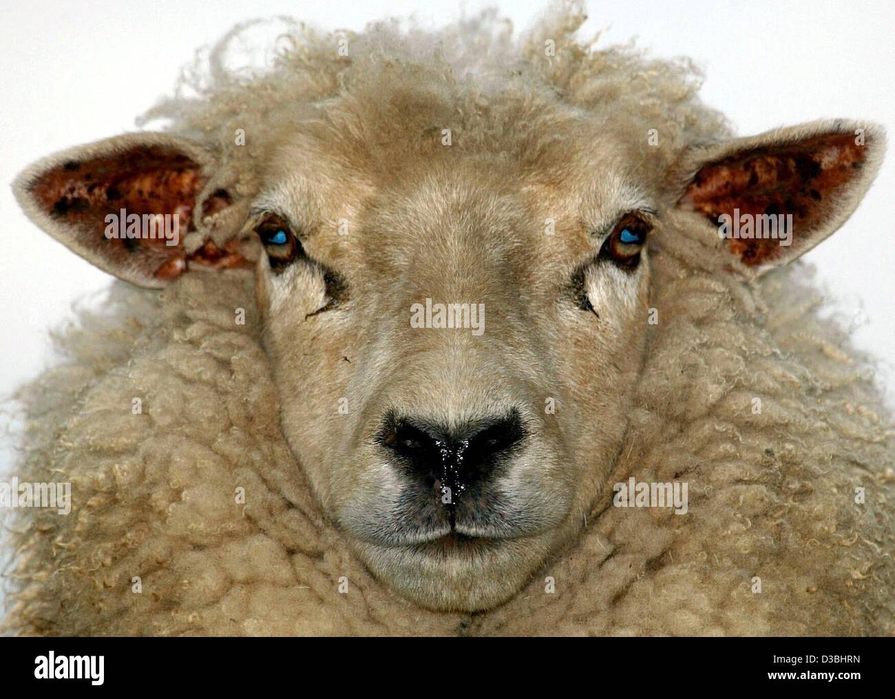 (Afp) - Un mouton se dresse sur un dyke et regarde dans la caméra dans Kronsnest, Allemagne, 1 mai 2003. La reproduction de ces animaux est l'une des principales occupations de la digue les agriculteurs dans le Schleswig-Holstein. Banque D'Images