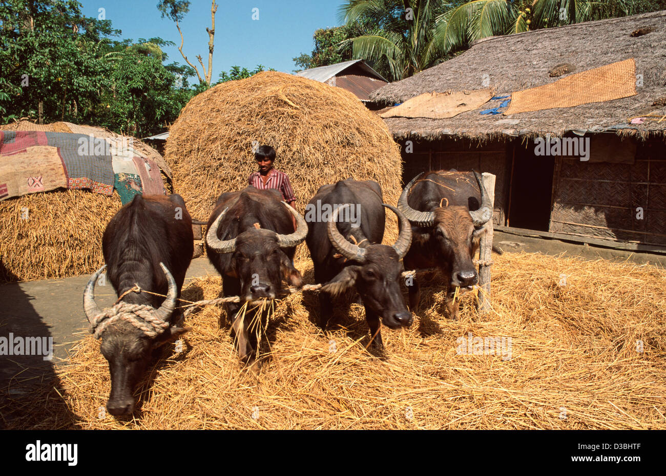 Fermier battage de sa récolte de riz avec de l'eau buffle.le foin restant est utilisé comme fourrage. Sandwip Island, baie du Bengale, Bangladesh Banque D'Images