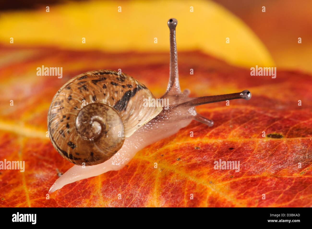 Un Bebe Escargot Cornu Aspersum Aka Helix Aspersa Sur Une Feuille D Automne Dans Un Jardin En Belvedere Kent Septembre Photo Stock Alamy