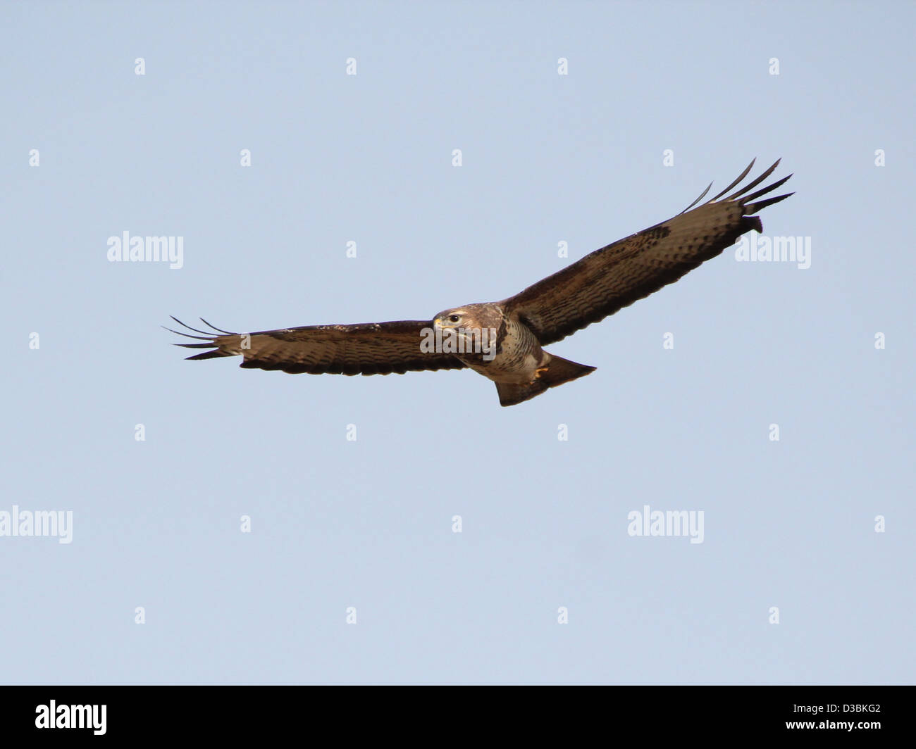 Close-up of a European Buzzard (Buteo buteo) en vol Banque D'Images