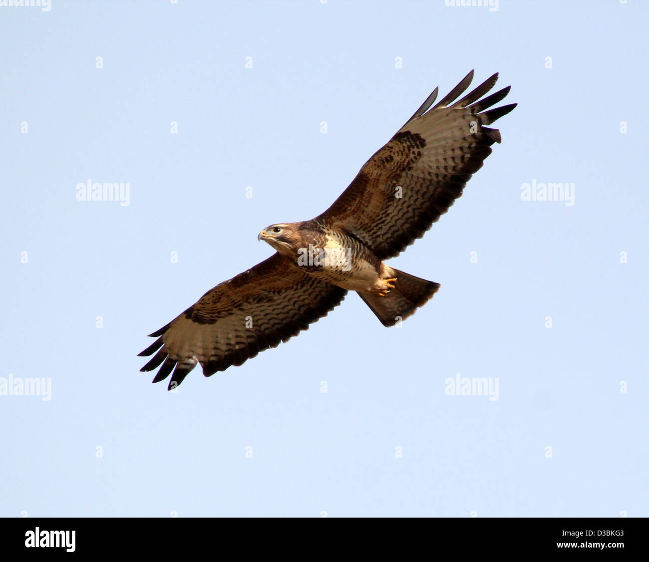 Close-up of a European Buzzard (Buteo buteo) en vol Banque D'Images