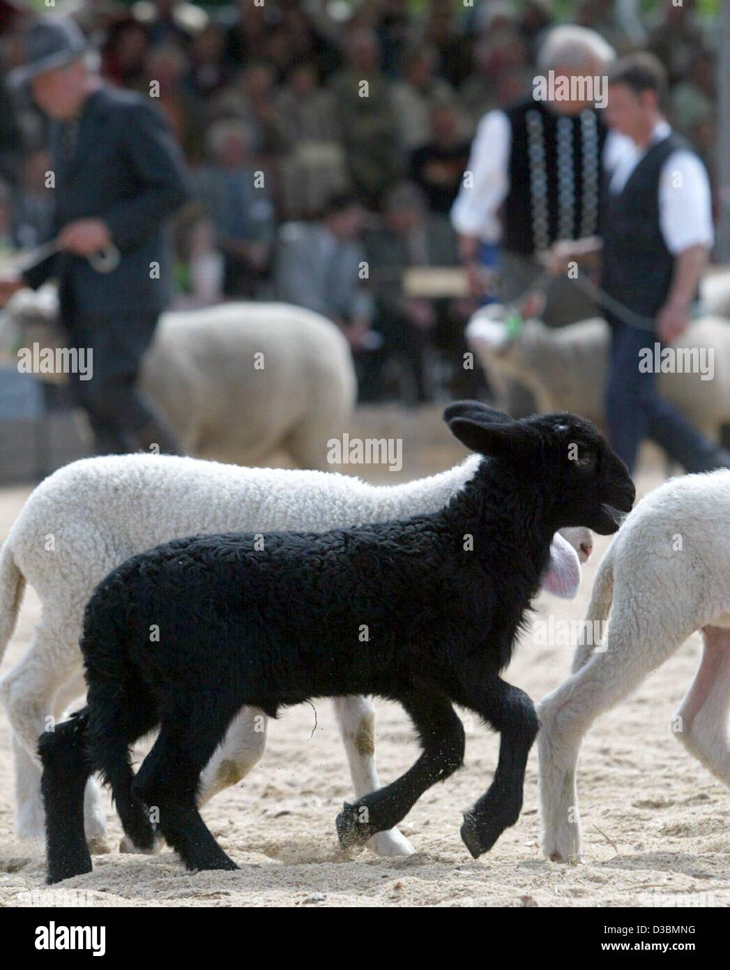 (Afp) - Un agneau noir saute dans un petit troupeau d'agneaux blanc à travers un passé le hall des visiteurs de l'élevage un spectacle au salon agricole Agra '2003' dans Markleeberg, Allemagne, 22 mai 2003. Plus de 750 exposants présentent leurs gammes de produits concernant l'agriculture et l'élevage. La fai Banque D'Images