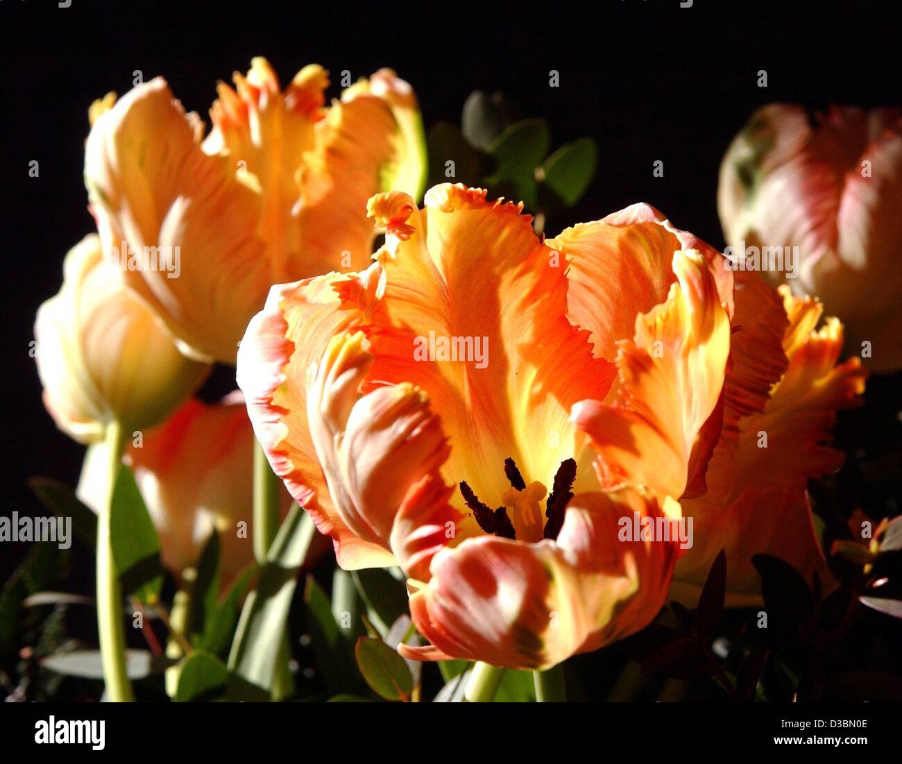 (Afp) - Les fleurs jaune-rouge d'un parrot tulip sont vus dans Berlin, 6 avril 2003. Le tulip est 'découvert' au 16ème siècle en Turquie, et bientôt l'Europe conquise via Vienne, avec la Hollande en train de devenir le pays 'tulip'. Autour de 1630 les prix ont fortement augmenté, avec une ampoule de l'Augustu Semper Banque D'Images