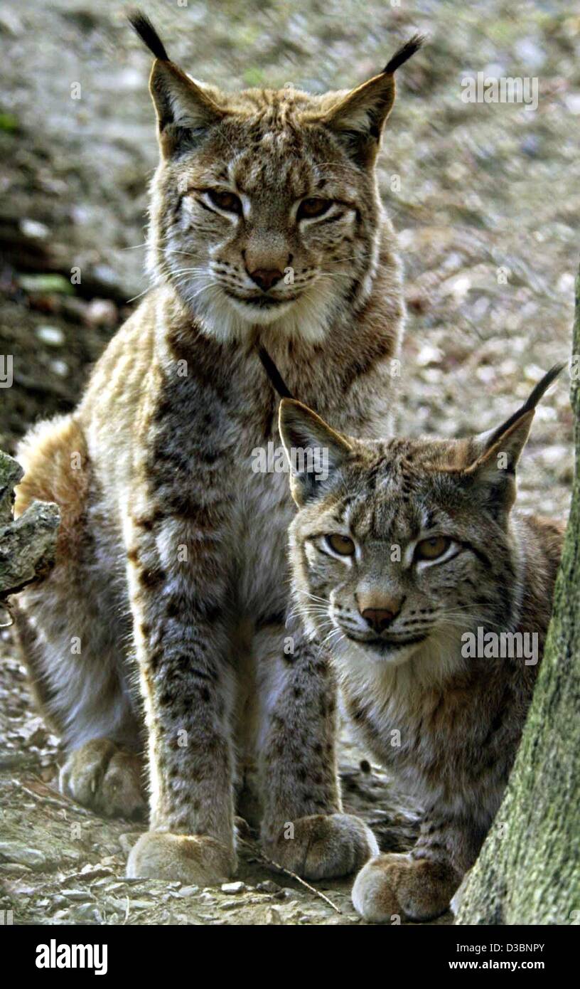(Afp) - Deux lynxs attendent d'être nourris dans le zoo de Kronberg/Taunus, Allemagne, 26 mars 2003. Lynxs sont les plus grands chats de proie originaires de l'Europe. Banque D'Images
