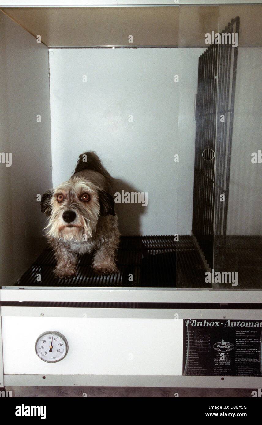 (Afp) - le croisement Murphy ressemble un peu perplexe puisqu'il subit une procédure de séchage dans le sèche-cheveux 'fort' après un bain et une nouvelle coiffure, dans la boutique chien Neuhausen à Munich, 24 juillet 2003. En été le chien shop était en plein essor comme de nombreux propriétaires d'animaux ont apporté leurs amis à quatre pattes à l'hai Banque D'Images