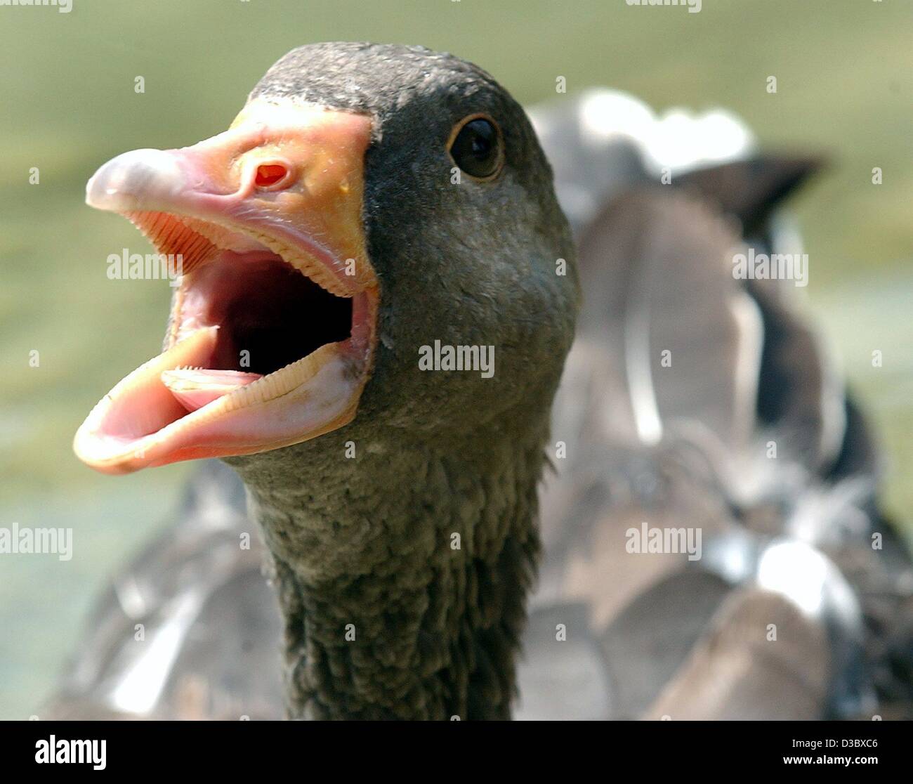 (Afp) - Un gabbling se plaint d'une oie, mais le temps chaud au lac Kleinhesseloh dans le Jardin Anglais de Munich, Allemagne, 12 août 2003. Banque D'Images