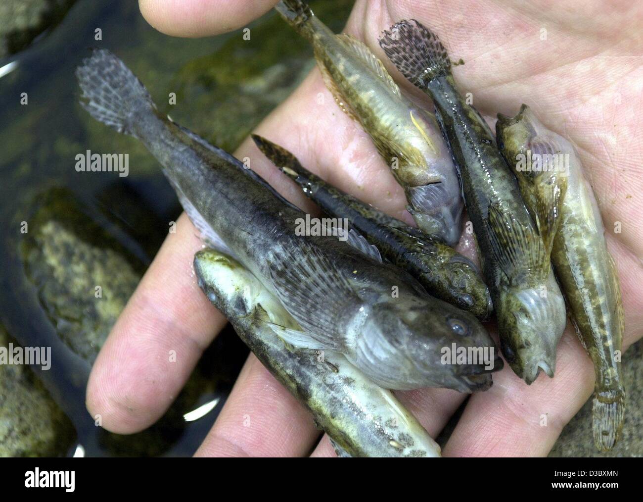 (Afp) - Un certain nombre de goujons qui ont péri en raison de la déficience en oxygène dans l'eau chaude de la rivière sont recueillies à partir de la Dreisam dans les rives de la rivière près de March-Neuershausen, Allemagne, 26 juin 2003. La barbotte ou Miller's thumb (Cottus gobio) est un petit chabot benthiques, largement distrib Banque D'Images