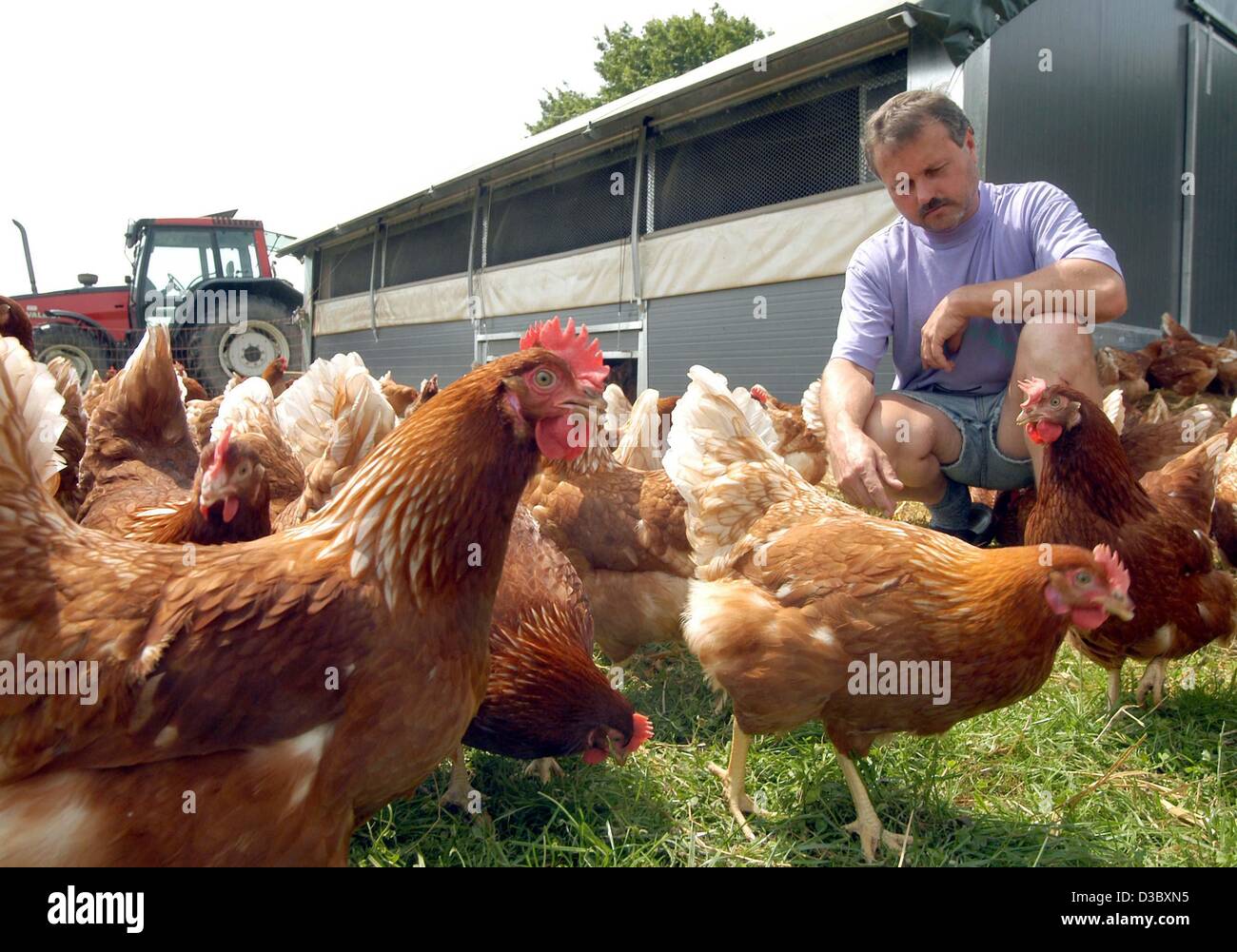 Afp Freerange Chicken Run Autour Dun Poulailler Mobile Dans Une