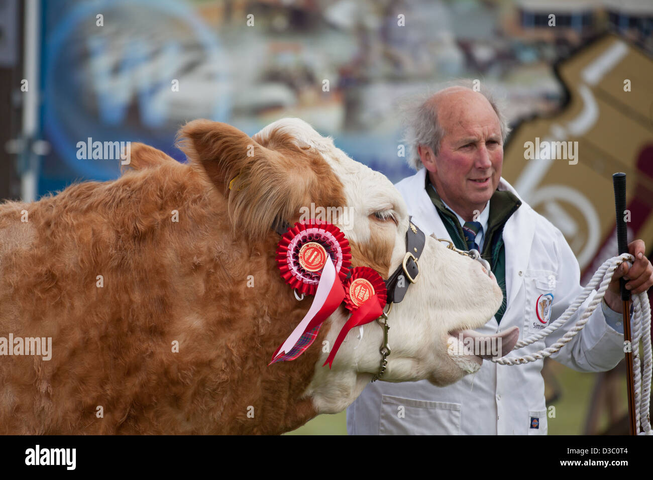 Un agriculteur montrant son prix vache Simmental à Dalry Farmer's Show, North Ayrshire, Ecosse. Banque D'Images