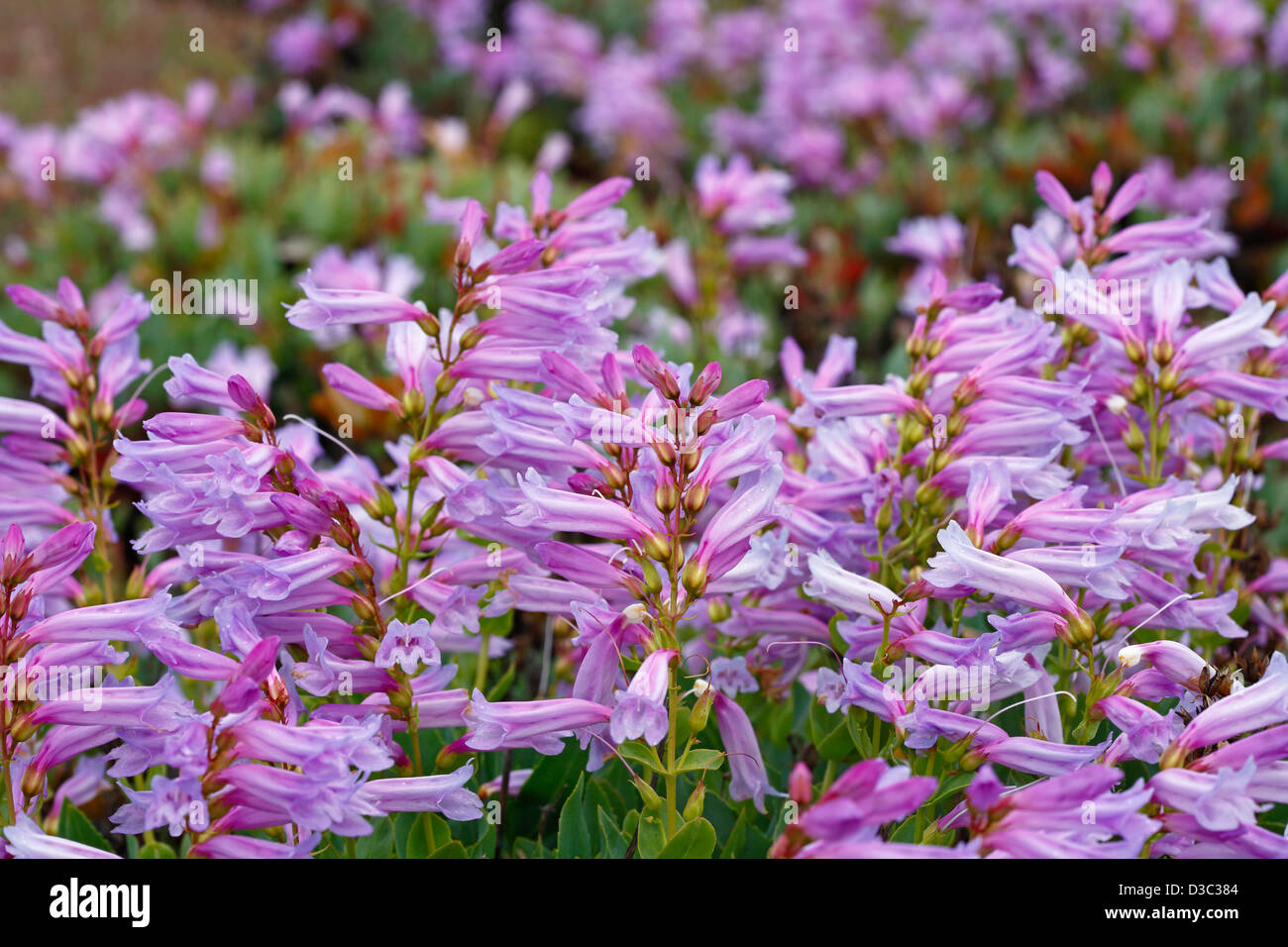 Barretts Penstemon Penstemon (barrettiae) fleurs sauvages fleurissent dans la Columbia River Gorge, Oregon, printemps. USA Banque D'Images