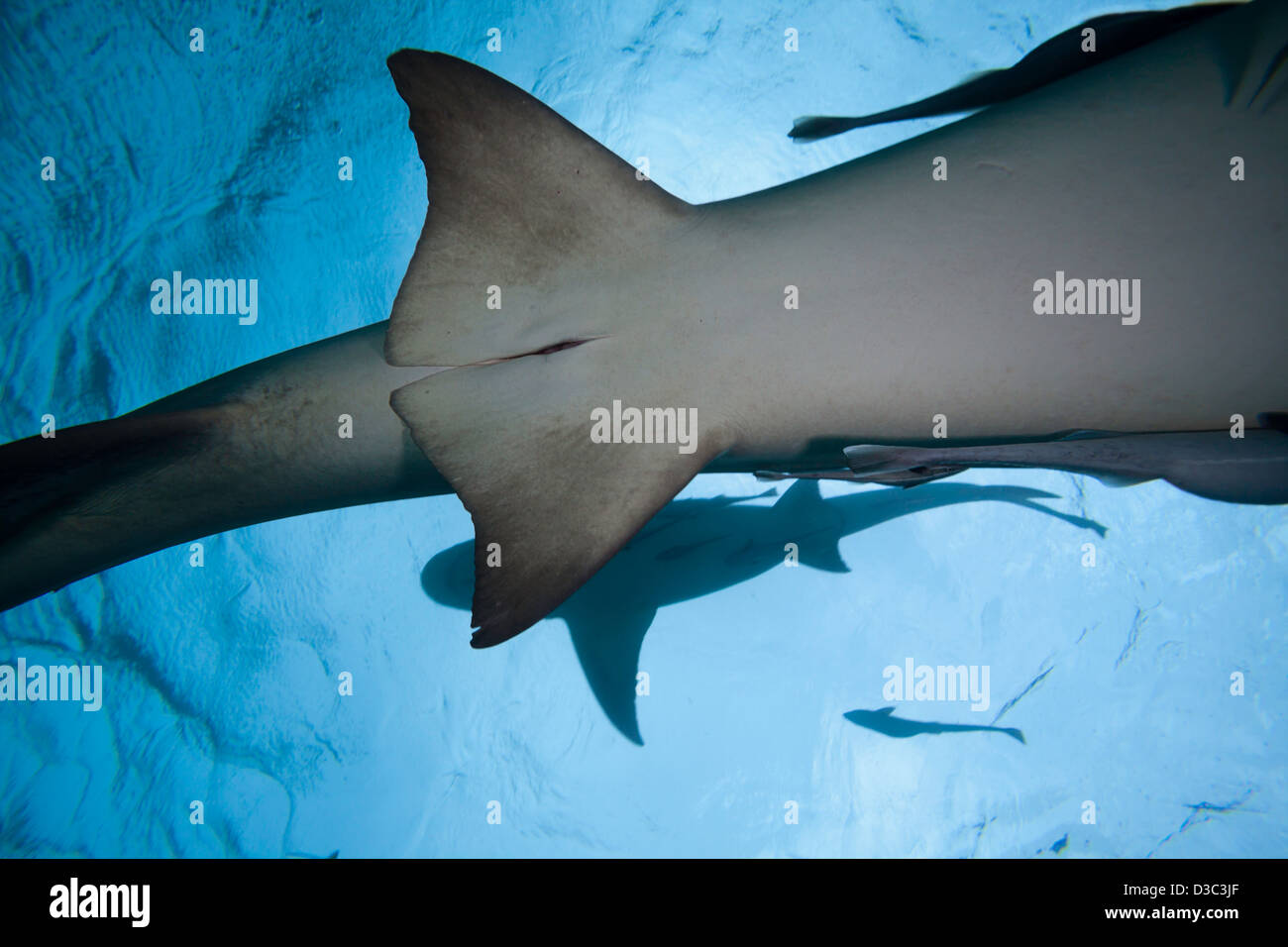 Une femelle requin citron, Negaprion brevirostris, montrant le cloaque fente, sous l'eau avec remoras, Grand Bahamas, Océan Atlantique. Banque D'Images