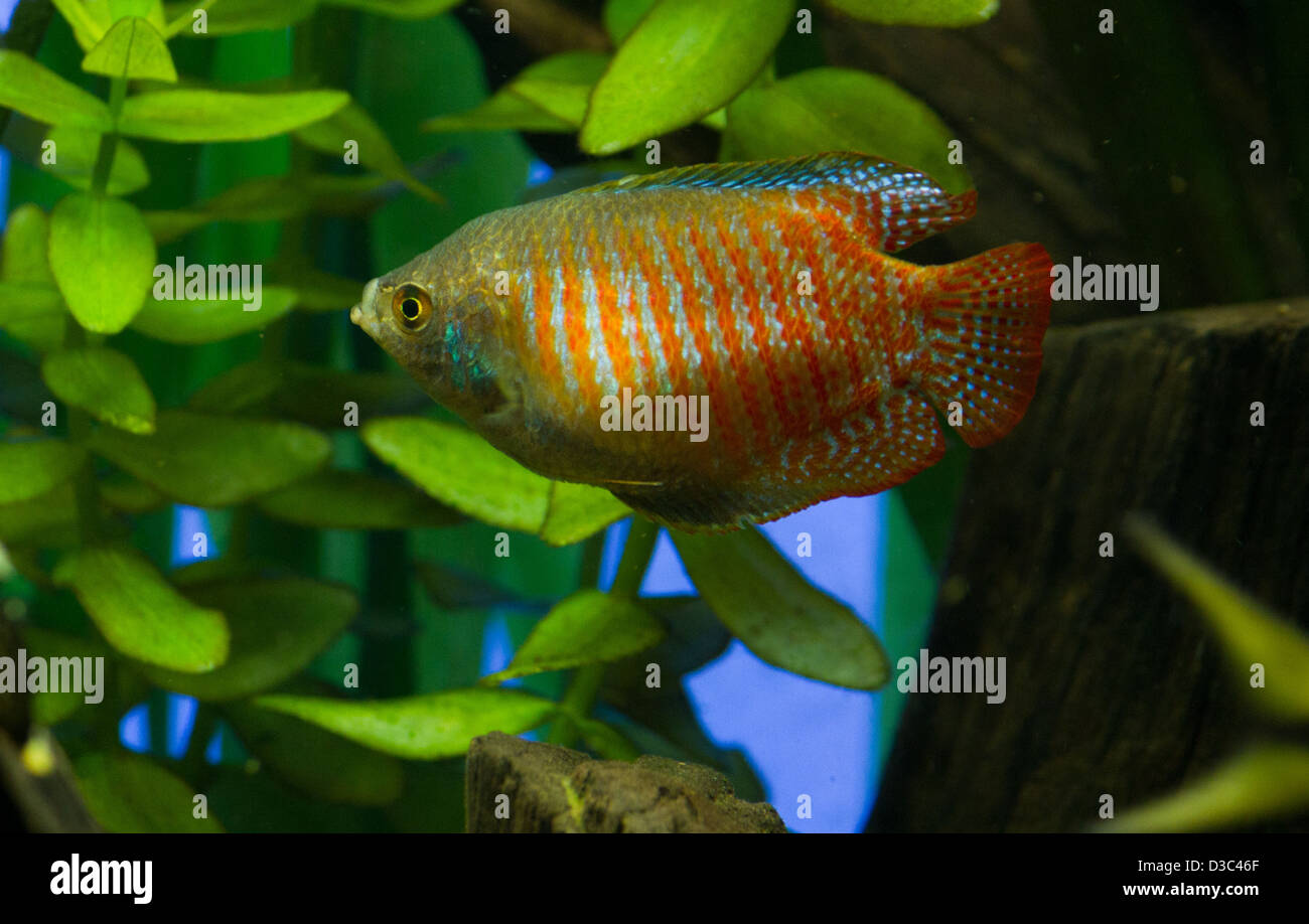 Gourami nain Colisa lalia est connu sous le nom de Banque D'Images