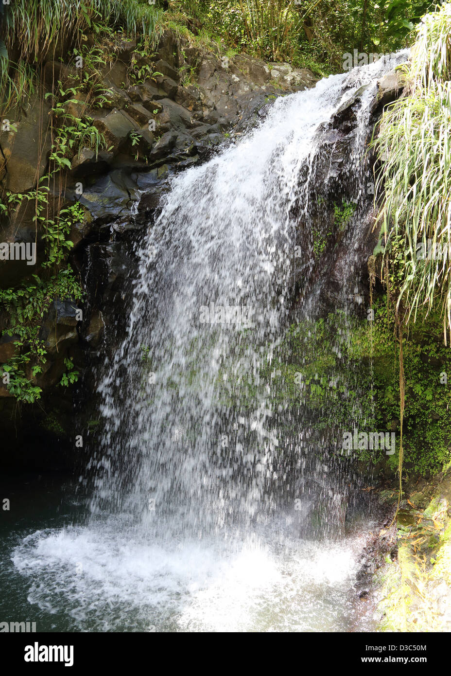 ANNANDALE FALLS,GRAND ÉTANG RÉSERVE FORESTIÈRE,GRENADE, Banque D'Images