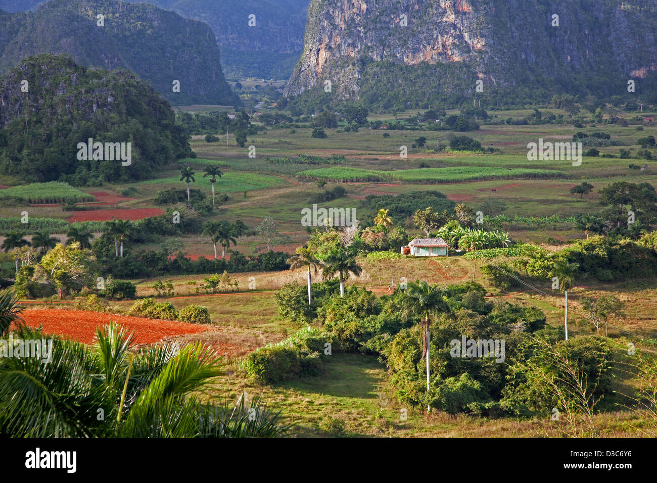 L'agriculture traditionnelle dans la Vallée de Viñales / Valle de Vinales dans la Sierra de Los Organos, Pinar del Río, Cuba, Caraïbes Banque D'Images