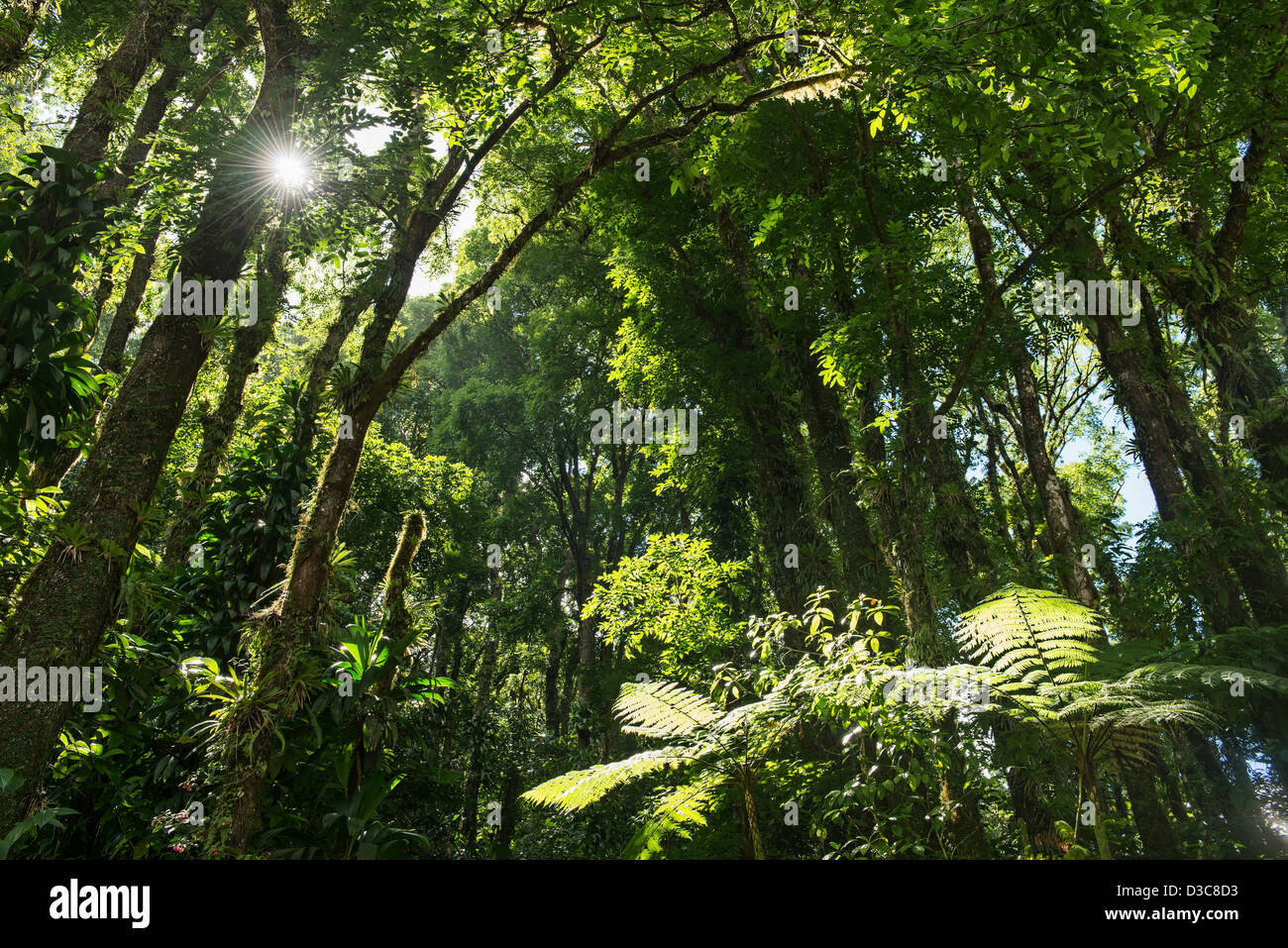 Forêt tropicale, rivière de l'alma, fort de france, Martinique, Petites Antilles, mer des Caraïbes, France Banque D'Images